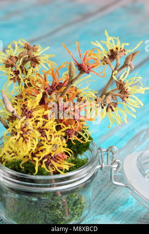 Hamamelis. Informelles Arrangement von Hamamelis intermedia 'Arnold Promise', 'Pallida', 'Jelena' und 'Primavera' in einem Glasgefäß mit dekorativem Moos. Stockfoto