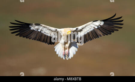 Vogel Bild von Oscar Diez Stockfoto