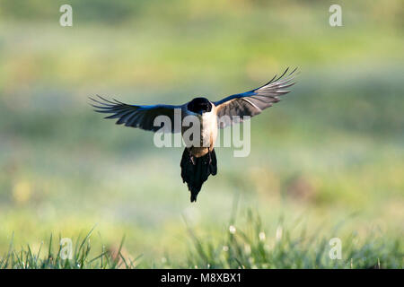 Blauwe Ekster, Iberische Magpie, Cyanopica cooki Stockfoto