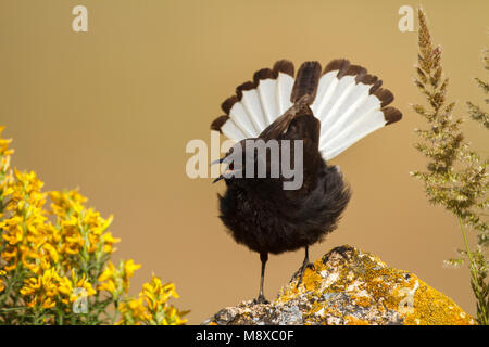 Zingende Zwarte Tapuit; Singen schwarze Steinschmätzer (Oenanthe leucura) Stockfoto