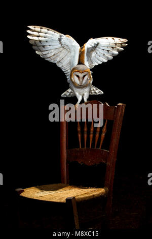 Kerkuil zittend op een Stoel; Gemeinsame Schleiereule (Tyto alba) auf einem Stuhl sitzend Stockfoto