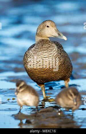 Vrouwtje Eider met Jongen; Weiblicher gemeinsame Eiderente (Somateria Mollissima) mit Pulli Stockfoto