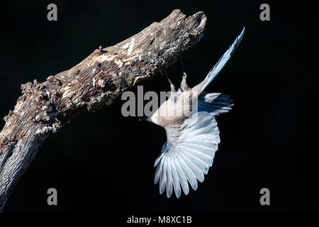 Blauwe Ekster, Iberische Magpie, Cyanopica cooki Stockfoto