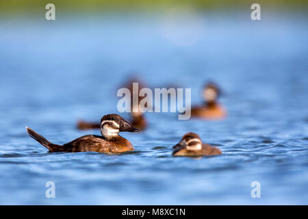 White-headed Duck in Spanien Stockfoto