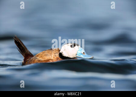 White-headed Duck in Spanien Stockfoto