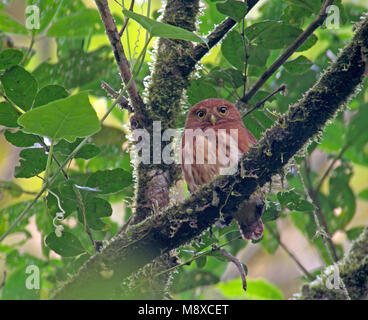 Die Wolke - Wald Sperlingskauz (Glaucidium nubicola) ist eine kurze, muskulöse, kleine Eulenarten in der gesamten Anden der westlichen Kolumbien und n gefunden Stockfoto