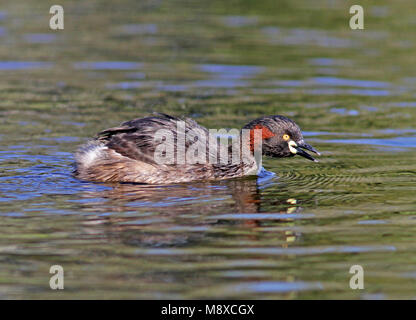 Australische zwemmende Dodaars, Australasian Grebe schwimmen Stockfoto