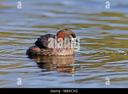 Australische zwemmende Dodaars, Australasian Grebe schwimmen Stockfoto