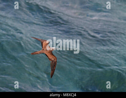 Noddy Noddy vliegend, Braun im Flug Stockfoto