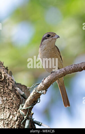 Bruine Klauwier, Braun Shrike, Lanius cristatus Stockfoto