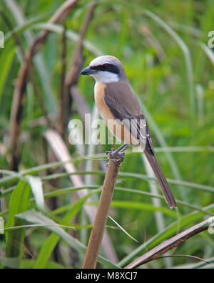 Adulte Bruine Klauwier, Braun Shrike nach Stockfoto