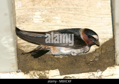 Amerikaanse Klifzwaluw op zijn Nest; Cliff Swallow auf seinem Nest Stockfoto