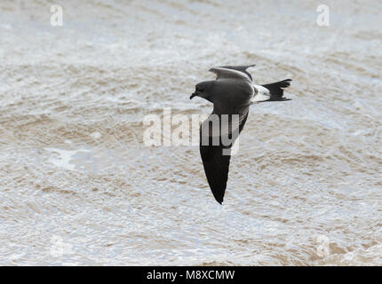 Leach Storm's Petrel (Hydrobates leucorhoa) Fliegen über eine englische Strand bei einem schweren Sturm Stockfoto