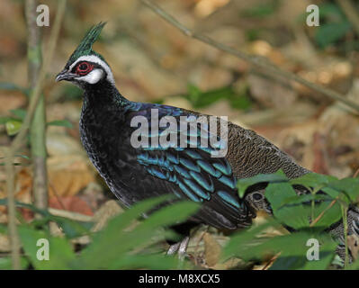 Mannetje Palawanspiegelpauw, männliche Palawan Peacock-Pheasant Stockfoto