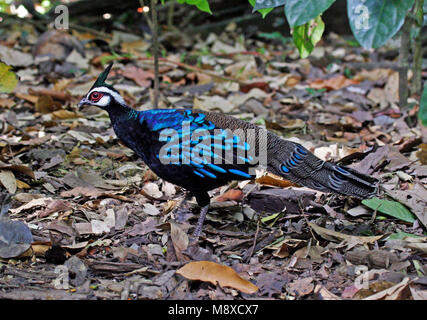 Mannetje Palawanspiegelpauw, männliche Palawan Peacock-Pheasant Stockfoto