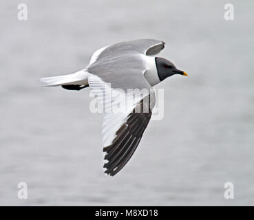 Vorkstaartmeeuw Erwachsener in Vlucht; Sabiner Möwe im Flug Stockfoto