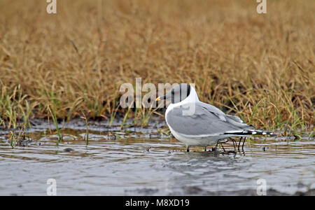 Vorkstaartmeeuw nach in Wasser; Sabiner Möwe nach in Wasser gehockt Stockfoto