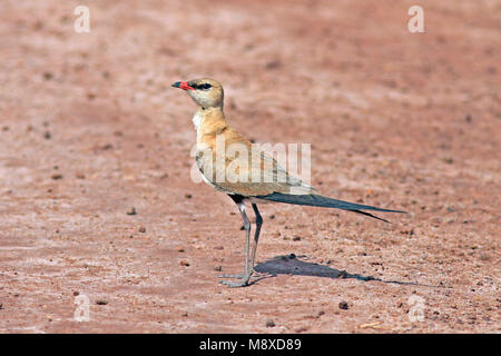 Vogel Bild gemacht von Pete Morris Stockfoto