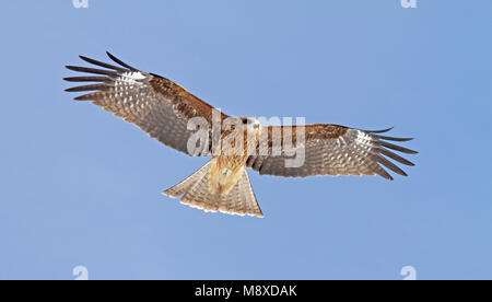 In Zwartoorwouw vlucht, Schwarz-eared Kite im Flug Stockfoto