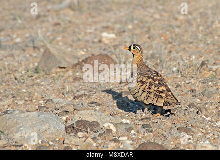 Mann Maskerzandhoen; männliche Schwarze-faced Sandgrouse (Pterocles decoratus) Stockfoto