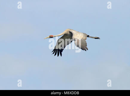 Vogel Bild gemacht von Pete Morris Stockfoto