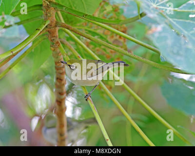 Christmas-Islandbrilvogel in Ausleger, Christmas Island White-eye im Baum gehockt Stockfoto