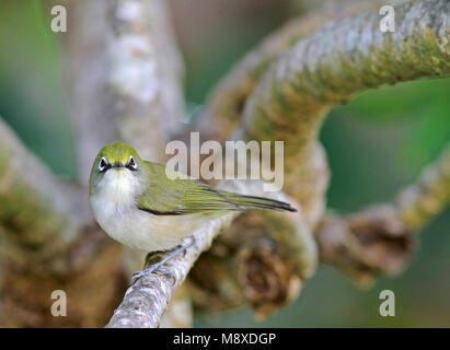 Christmas-Islandbrilvogel in Ausleger, Christmas Island White-eye im Baum gehockt Stockfoto