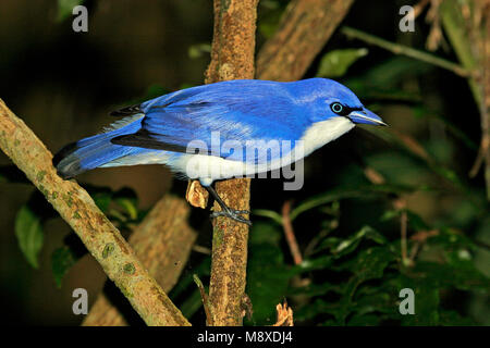 Blauwe Vanga Comoro), Blau Vanga, Cyanolanius madagascarinus ssp Comoro Stockfoto