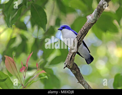 Blauwe Vanga Comoro), Blau Vanga, Cyanolanius madagascarinus ssp Comoro Stockfoto