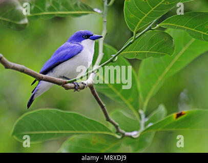 Blauwe Vanga Comoro), Blau Vanga, Cyanolanius madagascarinus ssp Comoro Stockfoto