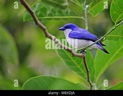 Blauwe Vanga Comoro), Blau Vanga, Cyanolanius madagascarinus ssp Comoro Stockfoto