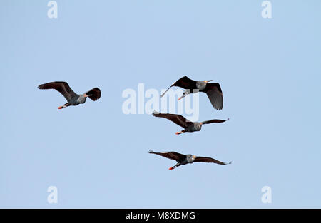 Madagaskarzilverreiger, Dimorphic egret, Egretta dimorpha Stockfoto