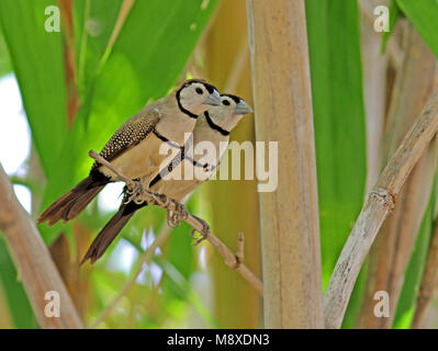 Bichenows Astrild, Doppelklicken gesperrt Finch Stockfoto