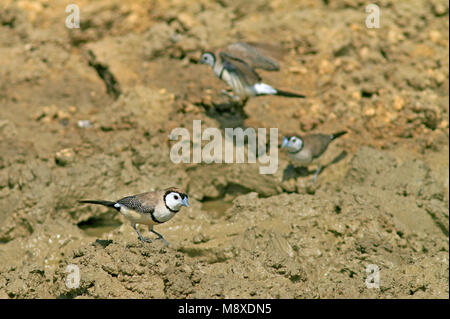 Vogel Bild gemacht von Pete Morris Stockfoto