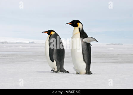 Keizerspinguïn; Kaiser Pinguin Stockfoto