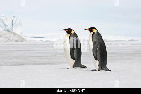 Keizerspinguïn; Kaiser Pinguin Stockfoto