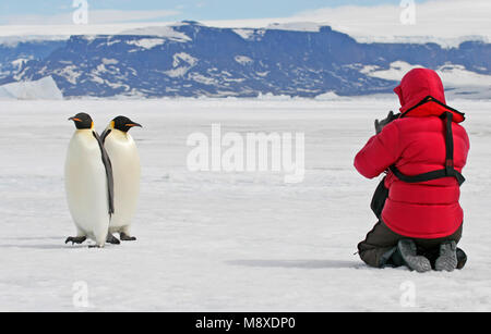 Keizerspinguïn; Kaiser Pinguin Stockfoto