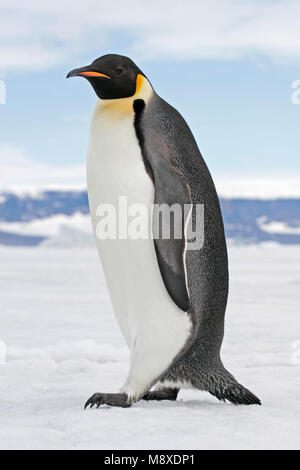 Keizerspinguïn; Kaiser Pinguin Stockfoto