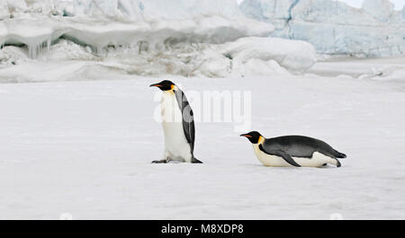 Keizerspinguïn; Kaiser Pinguin Stockfoto