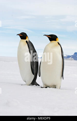 Keizerspinguïn; Kaiser Pinguin Stockfoto