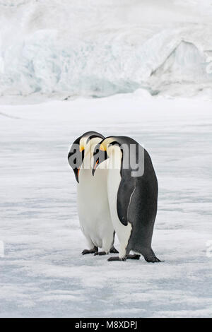 Keizerspinguïn; Kaiser Pinguin Stockfoto