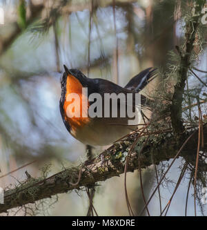 Pater Davids nachtegaal, Firethroat Stockfoto