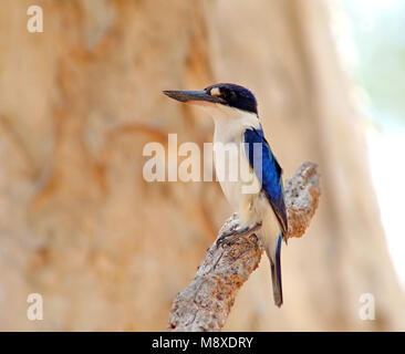 Vogel Bild gemacht von Pete Morris Stockfoto