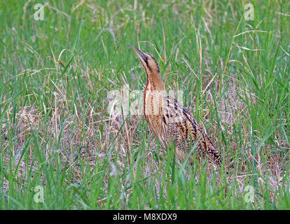 In Roerdomp groene omgeving; Eurasischen Rohrdommel (Botaurus stellaris) in grüner Umgebung Stockfoto