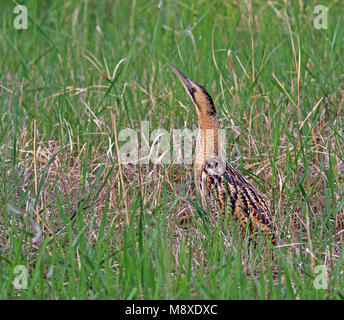 In Roerdomp groene omgeving; Eurasischen Rohrdommel (Botaurus stellaris) in grüner Umgebung Stockfoto