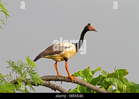 Ekstergans staand op een Tak, Spaltfußgans thront auf einem Zweig Stockfoto