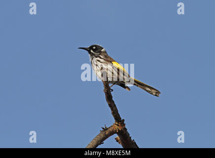 Witooghoningeter zittend op een Tak, New Holland Honeyeater percjhed auf einem Zweig Stockfoto