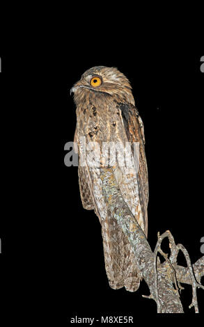 Noordelijke Reuzennachtzwaluw zittend op een Tak; nördliche Potoo (Nyctibius Jamaicensis) auf einem Ast sitzend Stockfoto