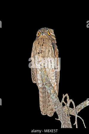 Noordelijke Reuzennachtzwaluw zittend op een Tak; nördliche Potoo (Nyctibius Jamaicensis) auf einem Ast sitzend Stockfoto