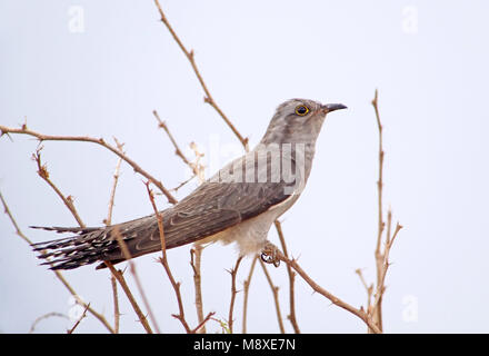 Vogel Bild gemacht von Pete Morris Stockfoto